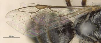 Media type: image;   Entomology 27432 Aspect: Wing front